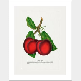 Abundance Plum Lithograph (1900) Posters and Art